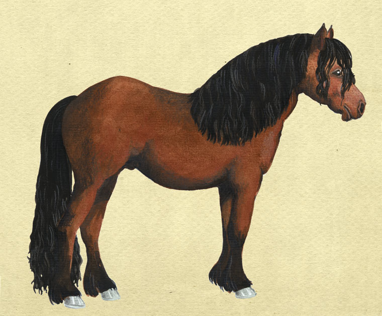 Il cavallo bardigiano
